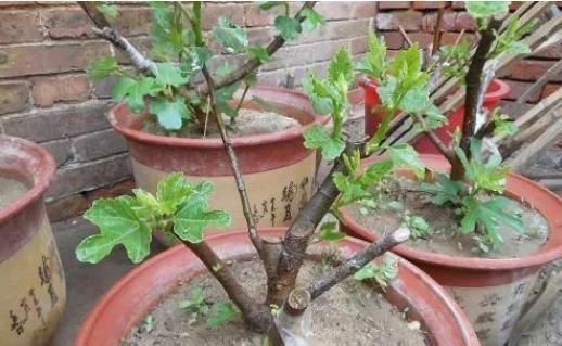 湿润|盆栽无花果,掐个枝埋土里,根系蹭蹭长,既是盆景又能结果