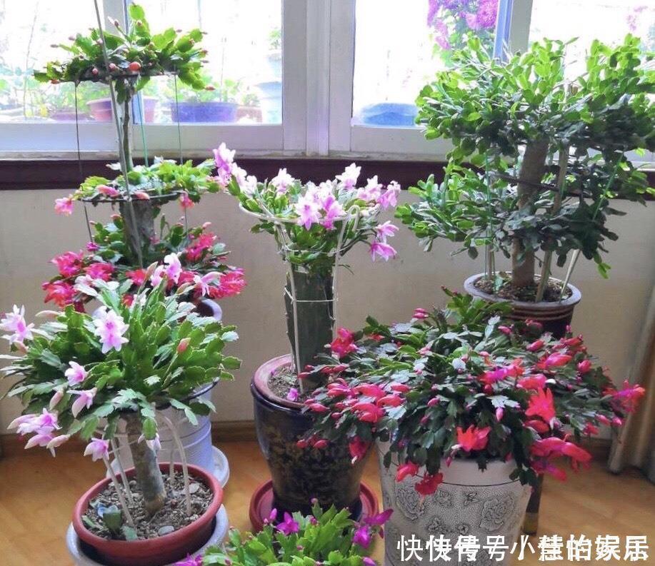 养花没有盆，3个妙招，就能自制出漂亮的花盆，阳台上种了好多花