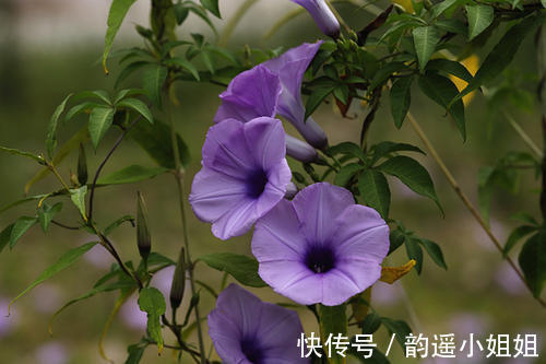 花香$隔岸桃花照眼明,一船春水载歌声