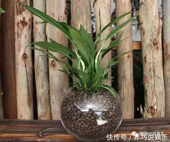 5种花丢水里就活,每周加点水,简简单单轻松爆盆!