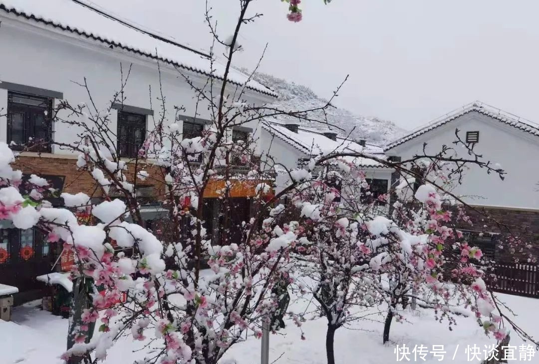 中年|难得一见的春日雪景，美到心醉！