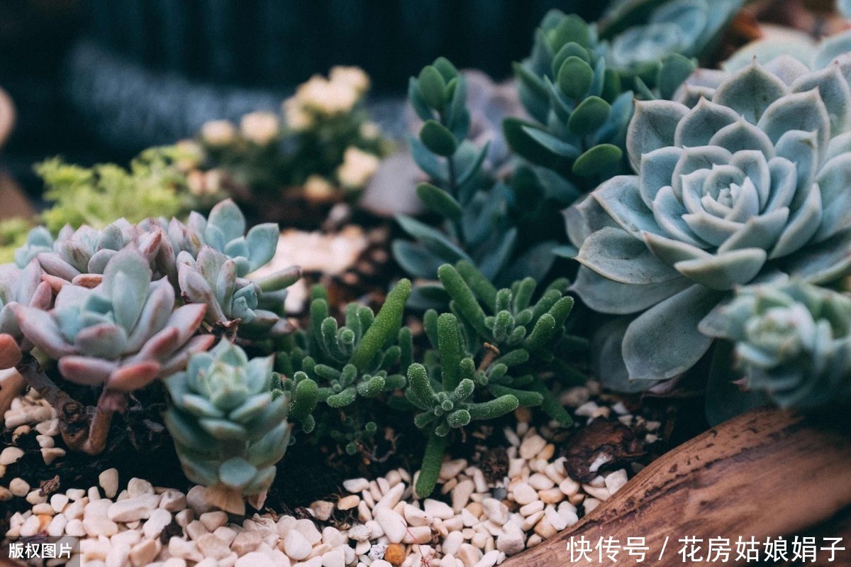 养殖|多肉的专业术语有哪些?学会这些多肉术语,你也可以小装一下