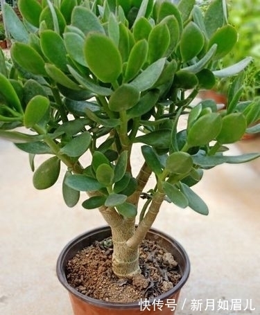 花卉|4种“富贵花”能活一百年,家里养一盆,留给下一代,越来越值钱