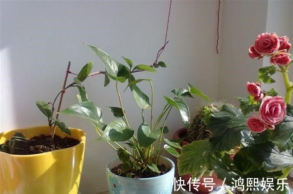 丽格海棠难过夏简单了解并不难,叶片翠绿,花色丰富!