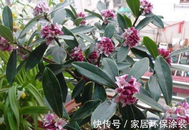 金边瑞香|农历8月5日开始,养花养个耐看的,漂亮又好养,养几盆家里变花海