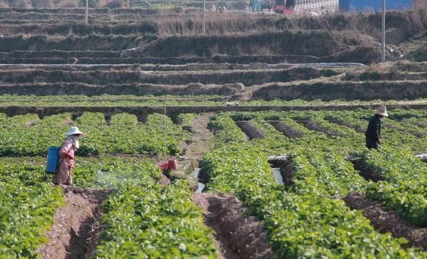 芋头|长得像红薯,吃起来像芋头,只卖3元一斤,吃一次就爱上它
