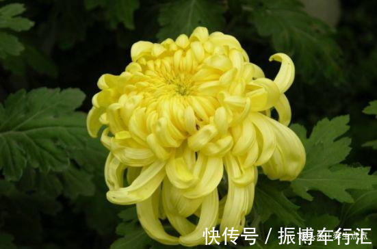 家里养花,不如养“珍奇名菊”火龙爪,似火焰飞舞,娇媚优雅