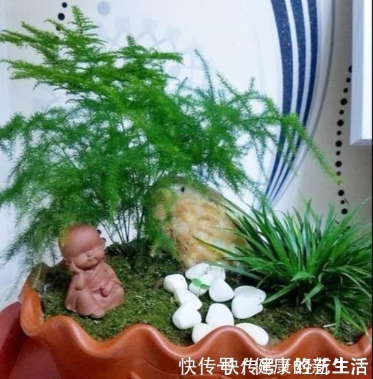 种花|这5种花，天生不能晒，一晒就黄了，不信你就试试！