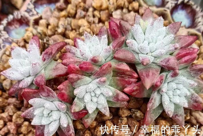 硅藻土|平常养多肉麦饭石、硅藻土、蛭石和赤玉土在使用上有什么区别?