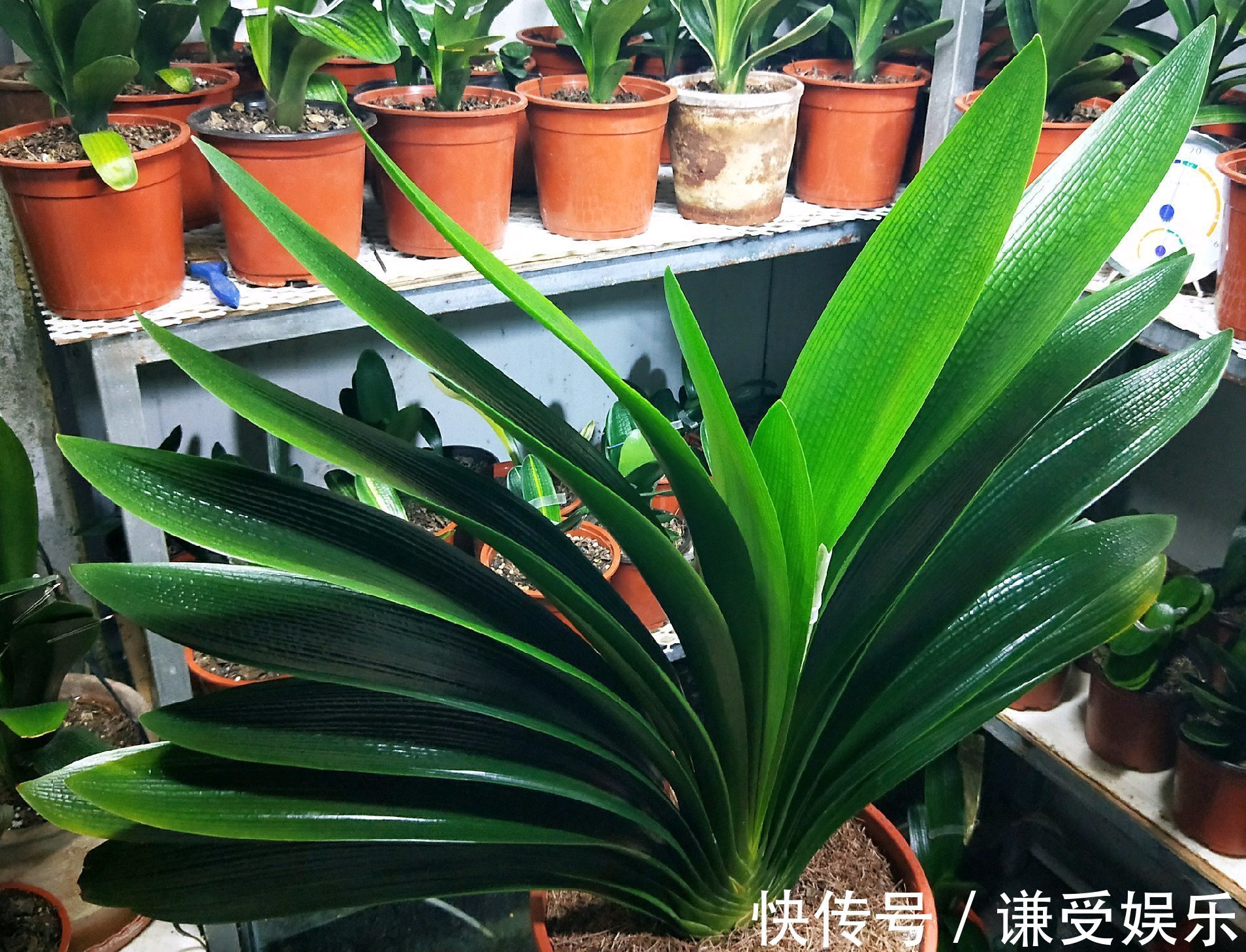 君子兰长“歪”叶,赶紧做2动作,叶片油绿肥厚,整齐排成一条线