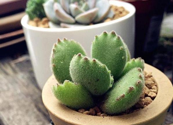 养殖多肉熊童子,盆栽谨记''3重点'',枝繁叶茂、爪子上色快