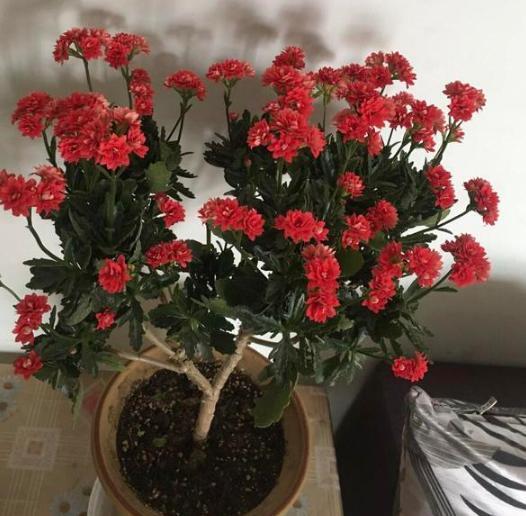 盆栽养殖长寿花，花谢就修剪、施肥，等一个月又能催花了