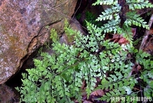 功效|农村这种常见的野草,有很好的清热解毒和止血的功效,见到要珍惜