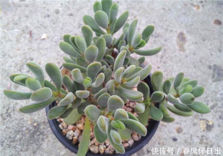 多肉植物青锁龙属 简介花椿 方塔 若歌诗 筒叶花月 看一看 粉紫色 多肉植物青锁龙属 简介花椿 方塔 若歌诗 筒叶花月 看一看 粉紫色