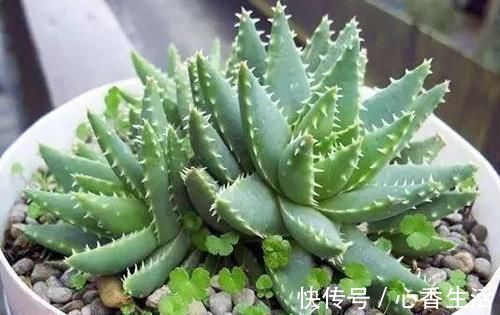 芦荟|卧室长期放盆栽,失眠的人就选2种,好看又好养,净化效果好