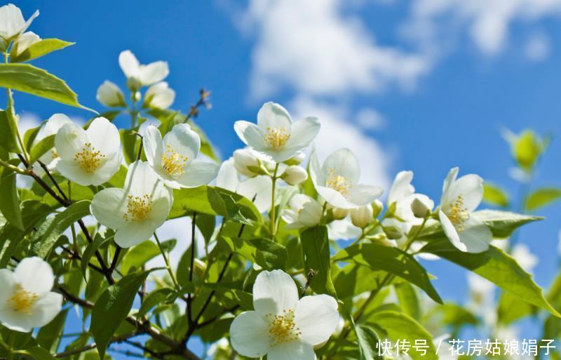 茉莉花养好有技巧,做好几点,花开雪白赛珍珠
