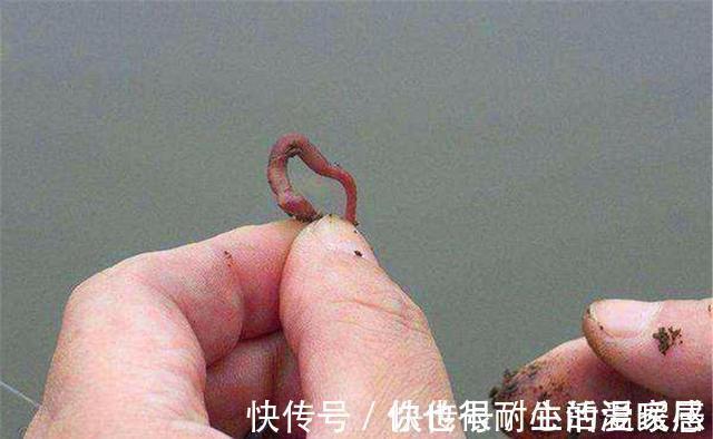 野钓秘方:秋天用蚯蚓钓鲫鱼,最好增加2个步骤,咬钩量提升10倍