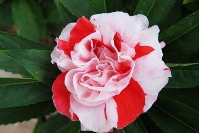 有钱人都养4种花,开花爆盆花期长,花大色艳真漂亮,谁养谁上瘾