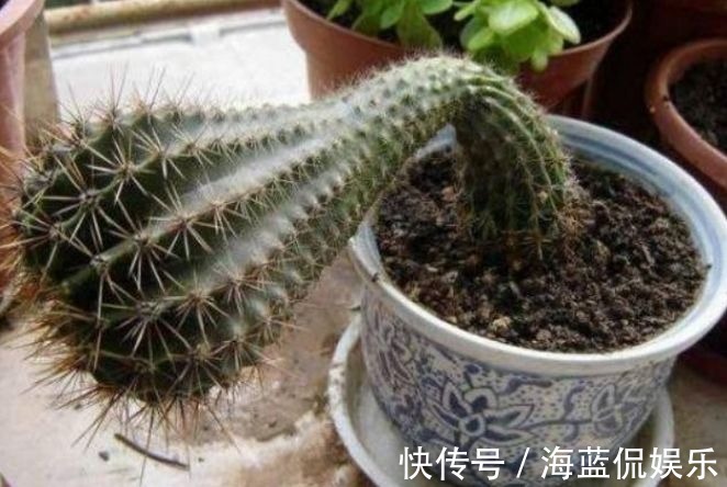 多肉|这些被公认好养的花，是认真的吗问题咋这么多！