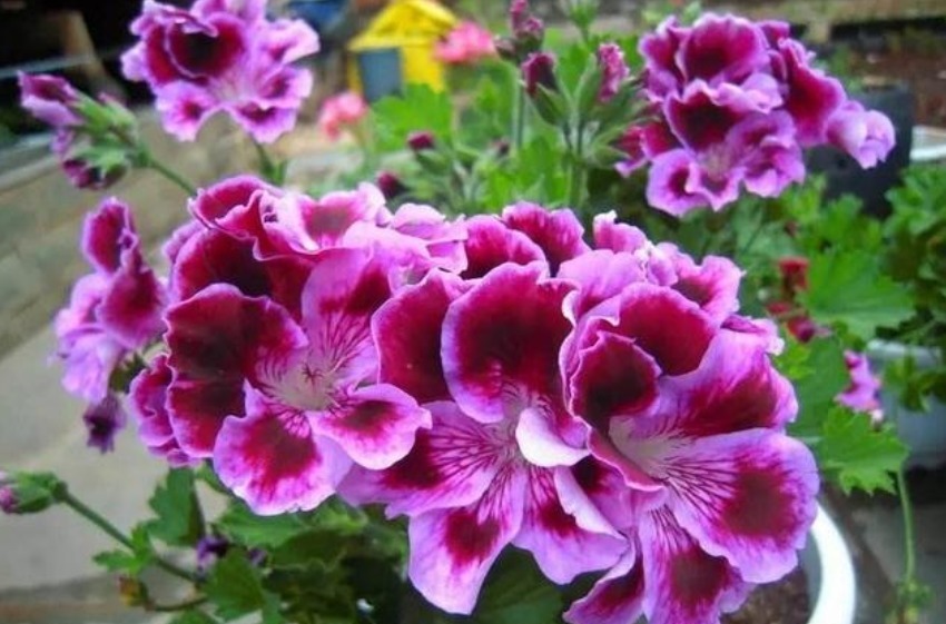 5种生活中的“垃圾”，是很好的“养花神器”，养啥花都旺！