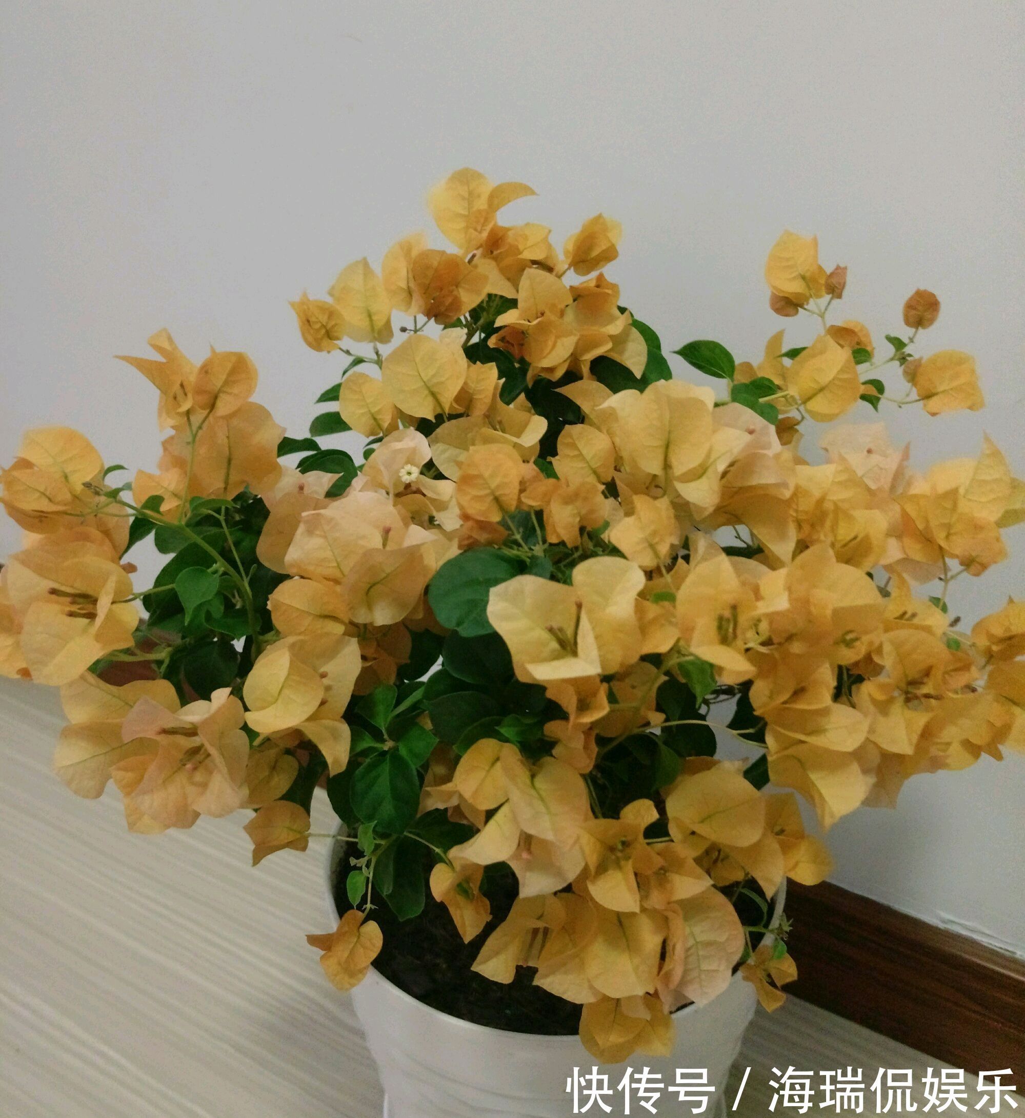 爆盆|三角梅控水后还是开花少又少只需一妙招,一个星期开花爆盆