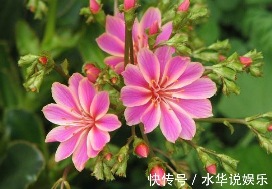 露薇花|新手养花难不妨养在4款花,开花易爆盆,阳台栽几盆,绚丽夺目