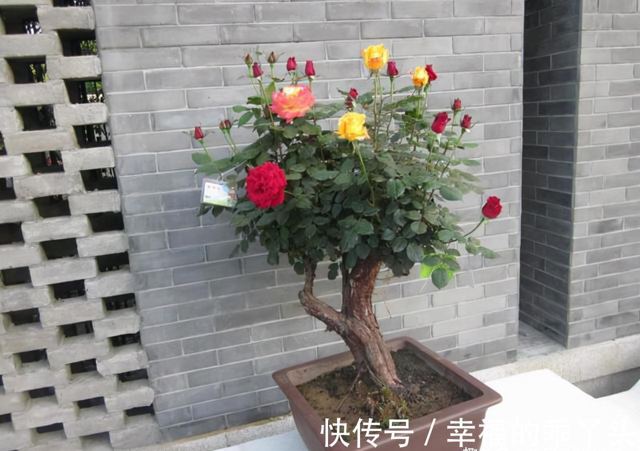 在家中养殖月季的窍门:不要再扯月季花的黄叶了,否则长势会变弱