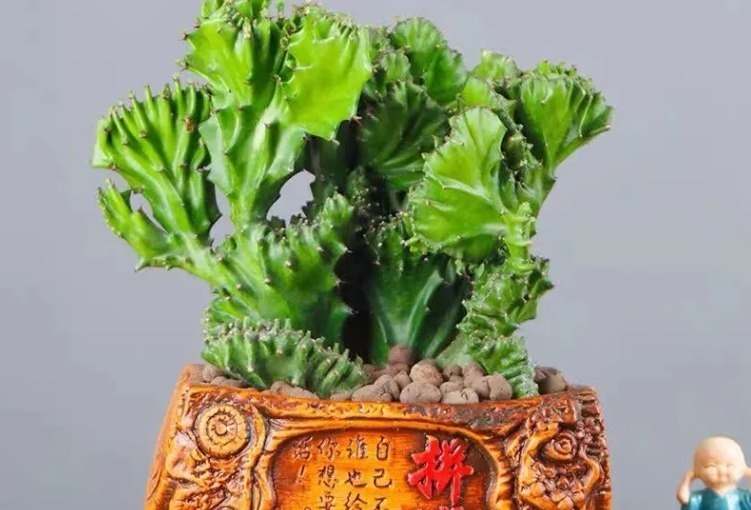 观音竹|建议中老年花友:养花就养4种,寓意是真的好