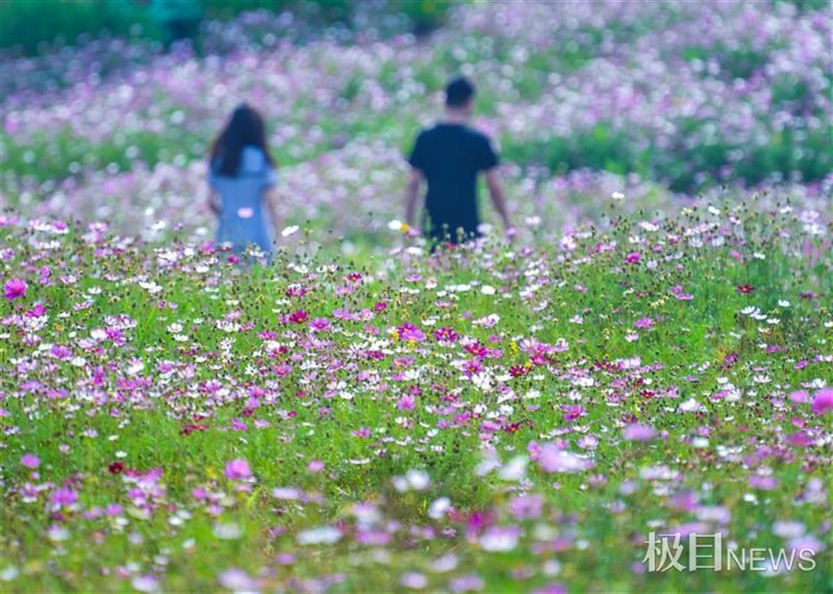 格桑花海绽放