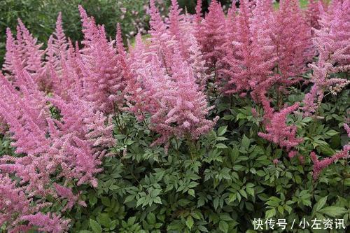 此花开花漂亮,好养又浪漫,养一盆年年有花赏