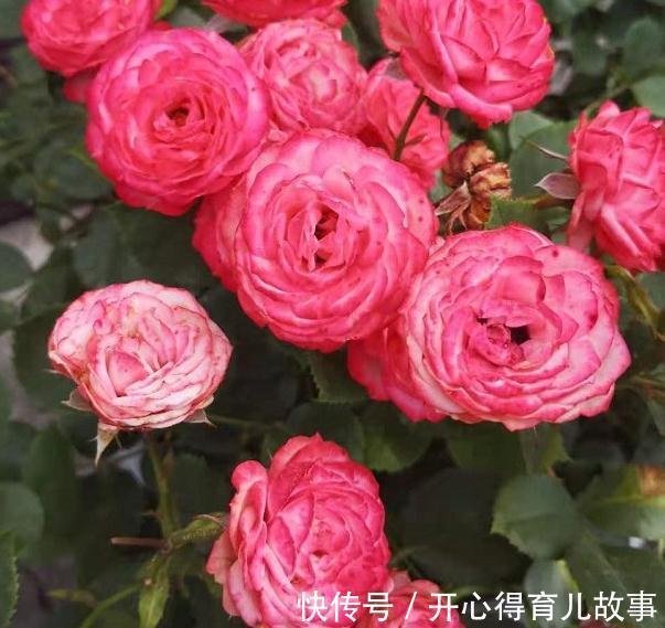 月季的叶片很多瘢痕还畸形,芽也黑了,怎么回事,是小虫在作怪