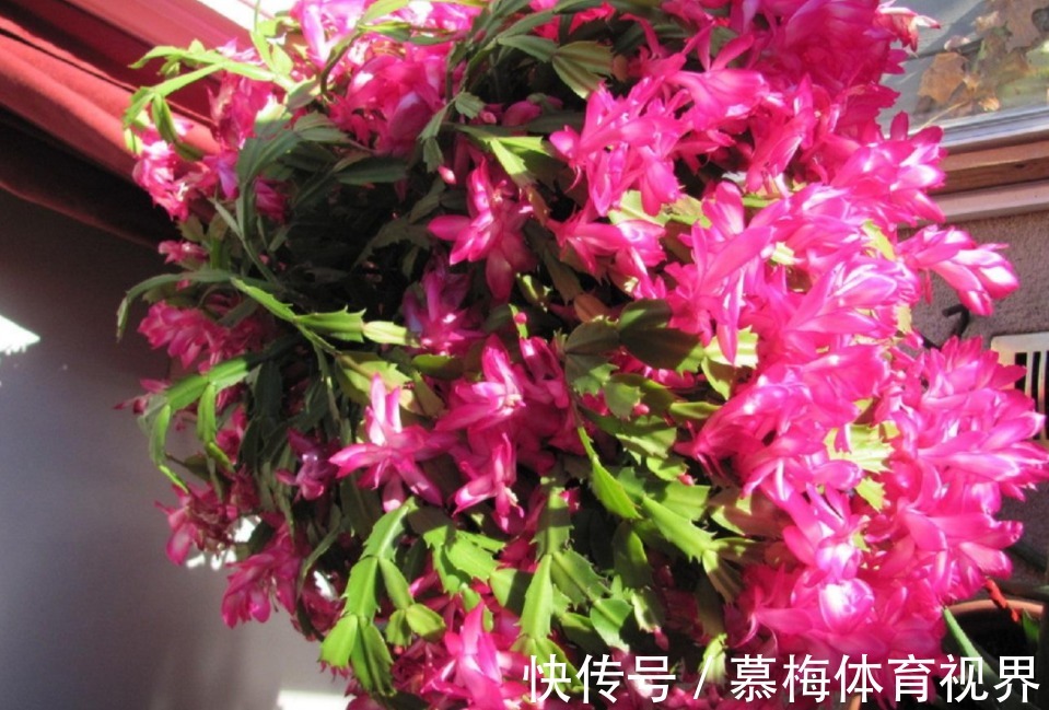 蟹爪兰度夏如渡劫，日常盆栽做好此3点，秋凉才能呼呼窜花苞