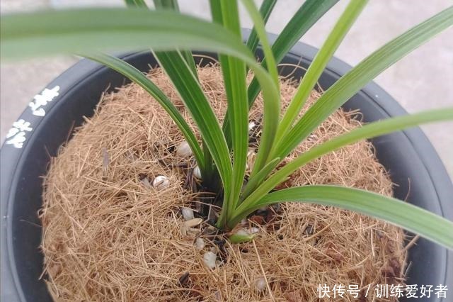 老前辈总结的兰花盖面技巧,记下一句,发芽率和出根率高一倍!