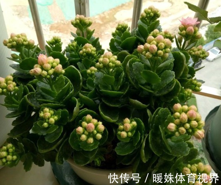 长寿花|夏季的长寿花，做好“二少二不缺”，植株健壮不黑腐，新芽能翻倍