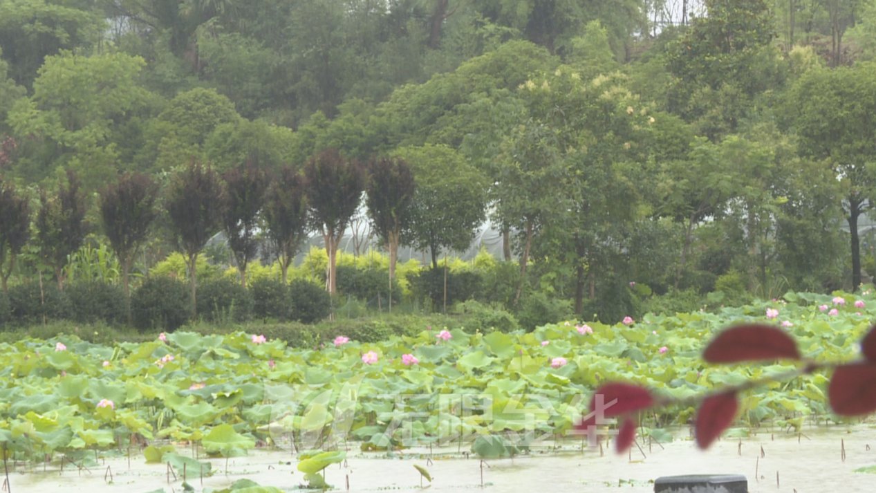 二十四节气|逛古村赏民俗 吃馄饨迎夏至