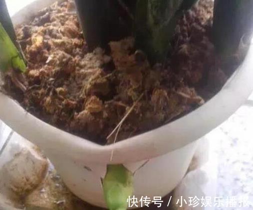 虎皮兰长得慢,秋后用它养,粗根变小芽,顶破盆,太给力了