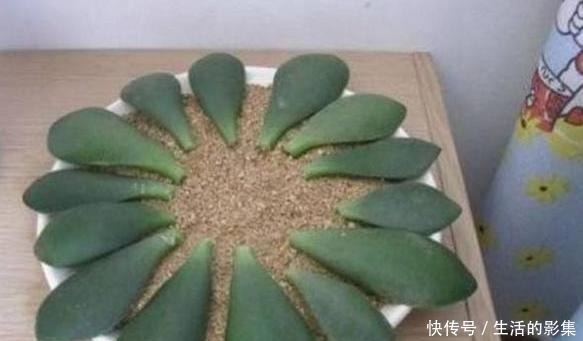 想养“镇宅树”就选它们,摘下叶片埋土里,蹭蹭长成幼苗盆栽!