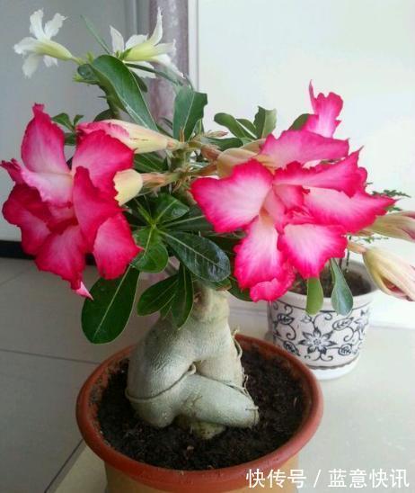 这3种“黑石头”，往盆里丢一点，养啥花都旺