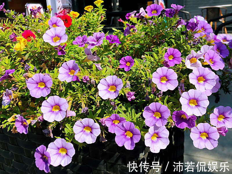 花朵五颜六色,花期超半年,好养如绿萝吊兰,此盆栽植物值得入手