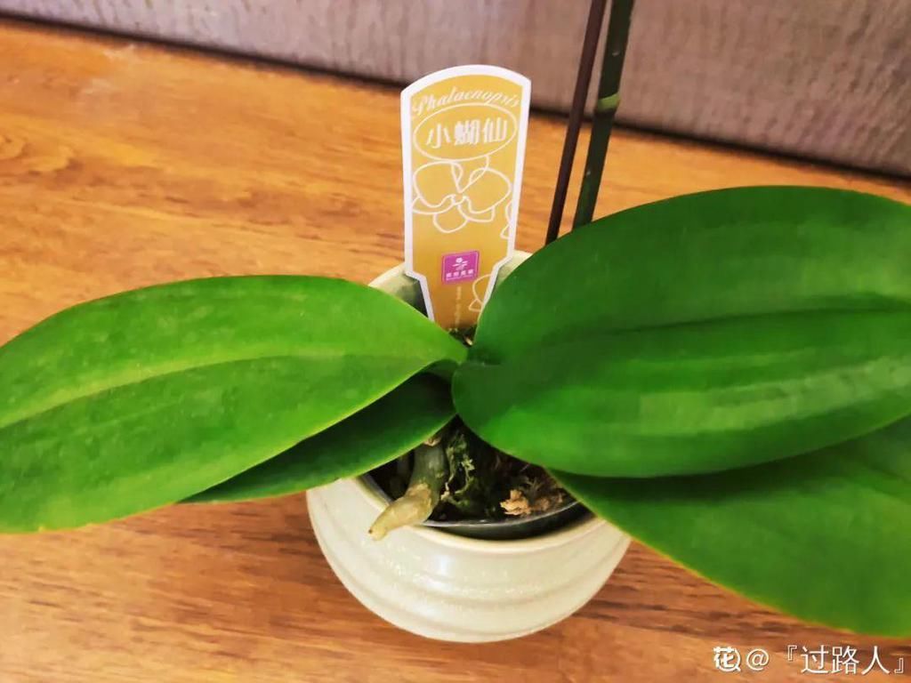 最小的盆，养最牛的花，还能开爆盆，真牛！