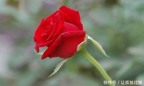 12月21日诞生花