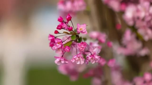 云赏花！一大波高校春景来袭，来看看你的学校→