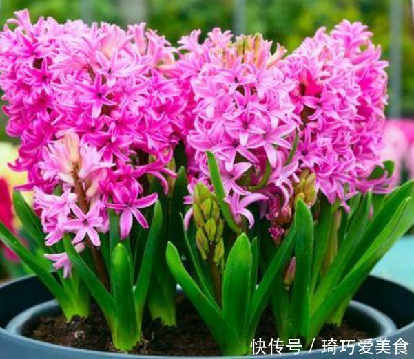 花卉|家养几款花卉，开花勤爱爆盆，直接变成小花园