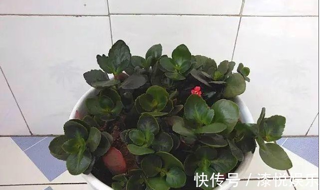花盆|以下养的长寿花,开花又美又多,每年都有花赏,值得一试