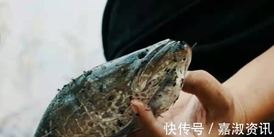 饵料|一时忘了告诉你,对付黑鱼我只需用这钓法,操作简单,遛鱼特过瘾