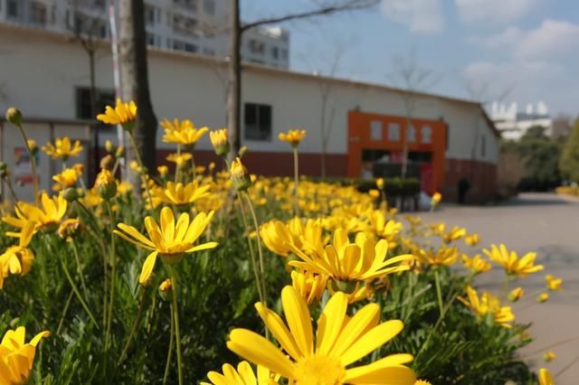 云赏花！一大波高校春景来袭，来看看你的学校→