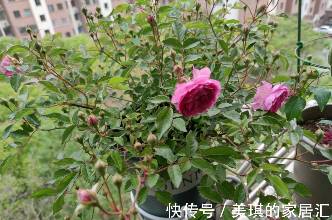 肥料|秋天，家里这4种花要施肥了，盆土更肥沃，枝叶多花更多