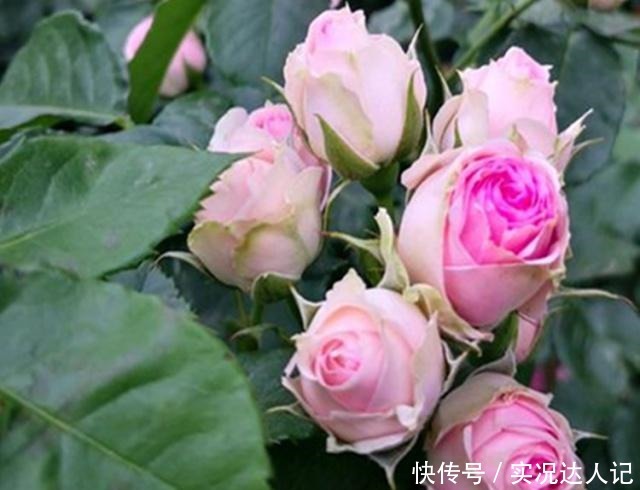 “蚜虫”铺满了月季,拿什么消灭教你4个小方法,很快就消灭光!