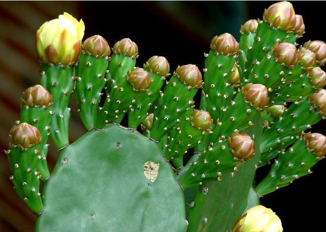 这几点记住了！仙人掌长出高海拔，又壮又肥像打了鸡血