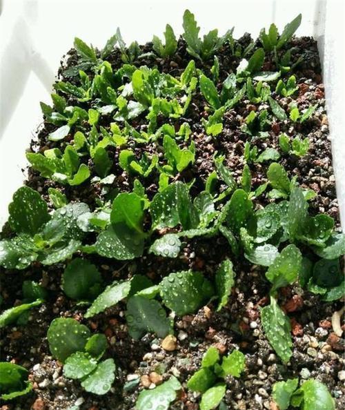 老花农都喜欢的2种花,好看好养又省心,还能大量繁殖变多盆!